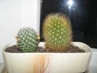 Du kaktusai